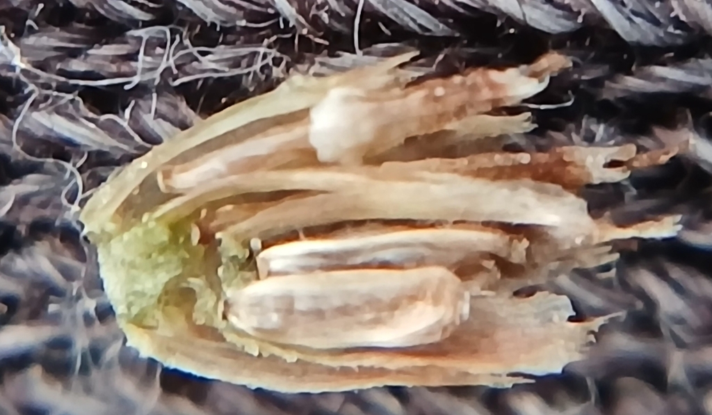 Macrolabis achilleae