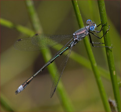 Lestes stultus