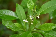 Solanum aligerum