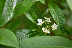 Solanum aligerum
