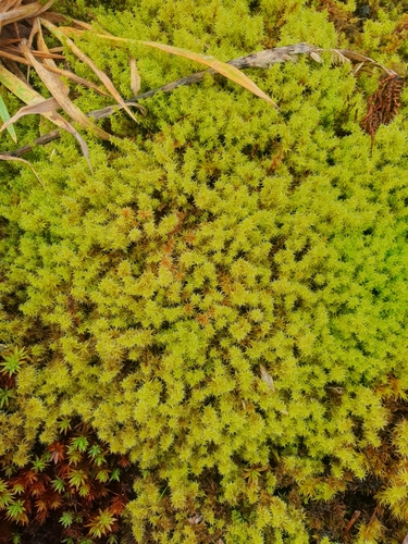 Niphotrichum ericoides observed 2024-08-23