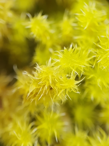 Image of Racomitrium ericoides by no rights reserved