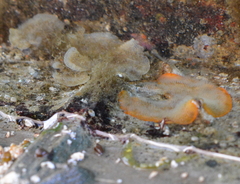 Primavelans insculpta