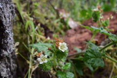 Phacelia malvifolia
