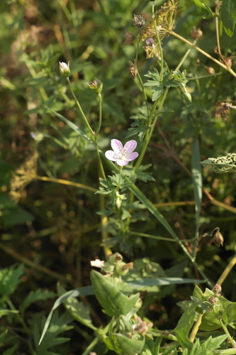 Hill geranium (Geranium collinum)
