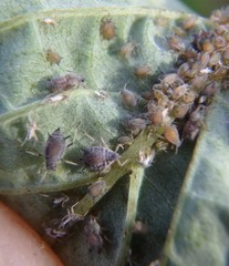 Aphis cornifoliae
