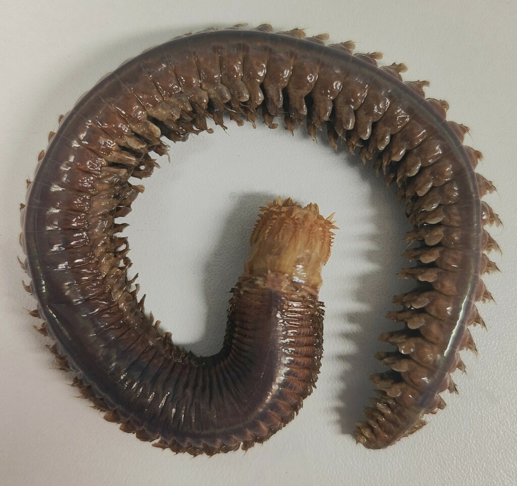 Aglaophamus trissophyllus