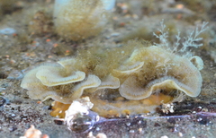 Primavelans insculpta