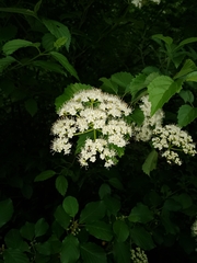 Viburnum rafinesqueanum