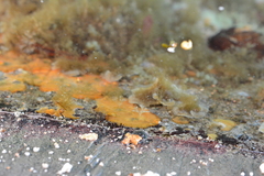 Primavelans insculpta