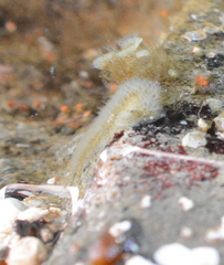 Primavelans insculpta