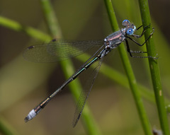 Lestes stultus