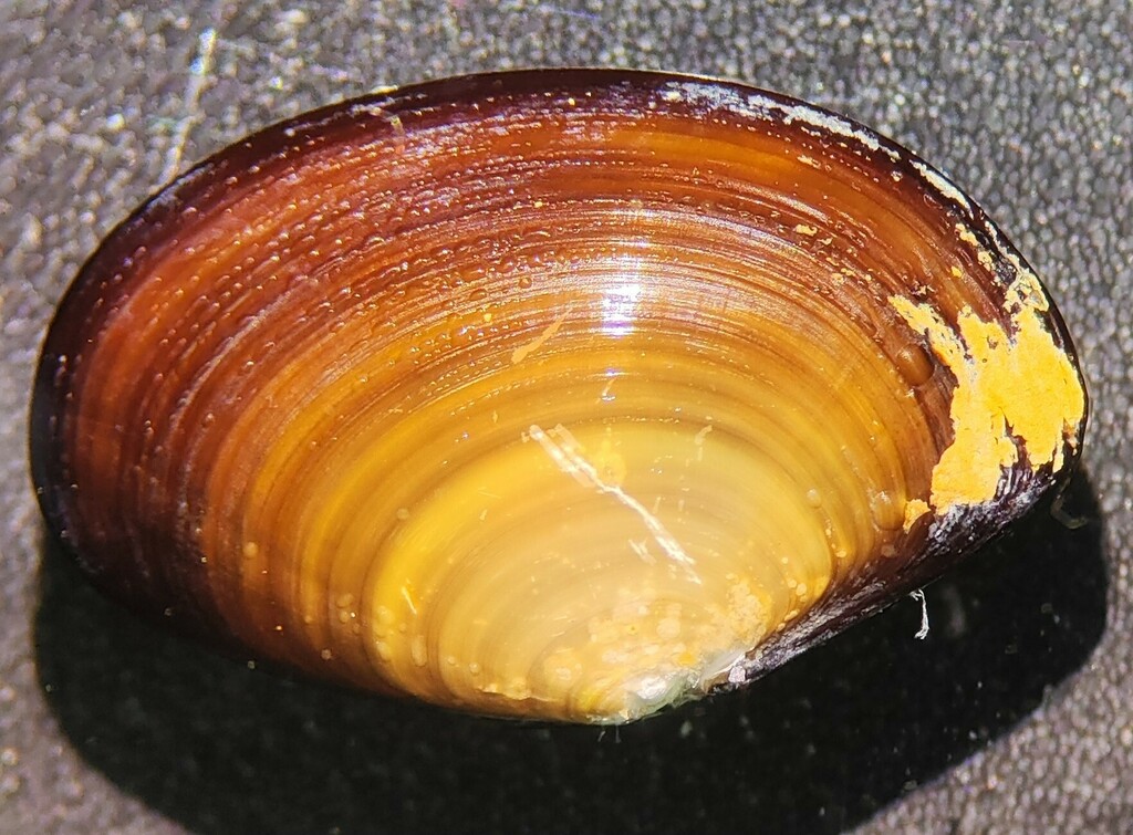 Aequiyoldia eightsii