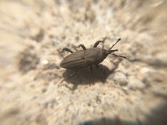 Sphenophorus parvulus