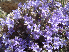 Campanula andrewsii