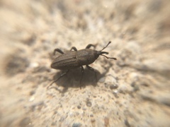 Sphenophorus parvulus