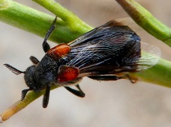Ripiphorus