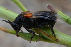 Ripiphorus