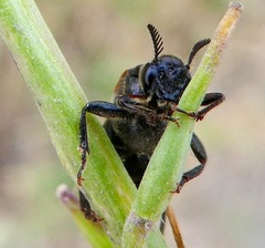 Ripiphorus