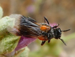 Ripiphorus