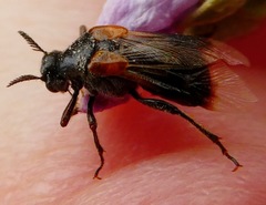 Ripiphorus