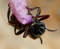 Ripiphorus