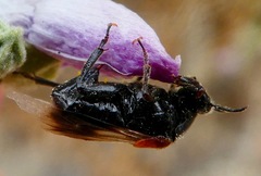 Ripiphorus