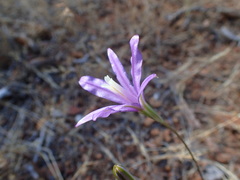Brodiaea leptandra