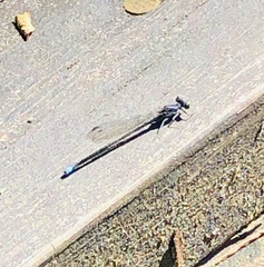 Argia tibialis