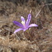 Narrow-flowered California Brodiaea - Photo no rights reserved, uploaded by Scott Yarger
