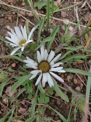 Townsendia grandiflora