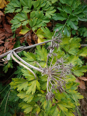 Anisotome lyallii