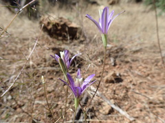 Brodiaea leptandra