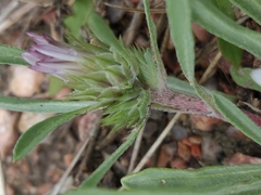 Townsendia grandiflora