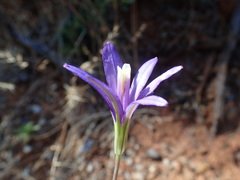 Brodiaea leptandra
