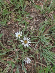 Townsendia grandiflora