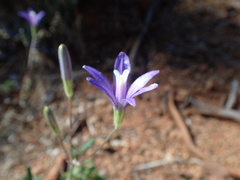 Brodiaea leptandra