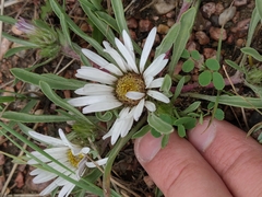 Townsendia grandiflora
