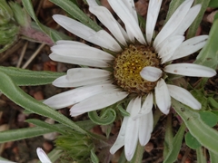 Townsendia grandiflora