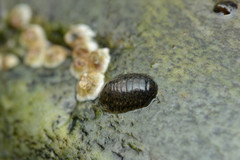 Gnorimosphaeroma oregonense