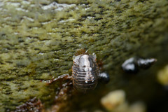 Gnorimosphaeroma oregonense