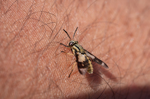 Chrysops flavipes