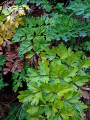 Anisotome lyallii