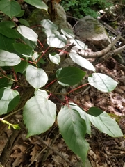 Actinidia arguta