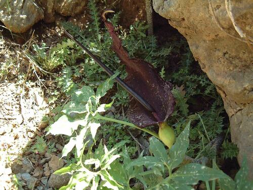 Image of Dracunculus vulgaris by (c) Bob, some rights reserved (CC BY)