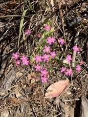 Zeltnera muehlenbergii