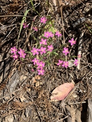 Zeltnera muehlenbergii