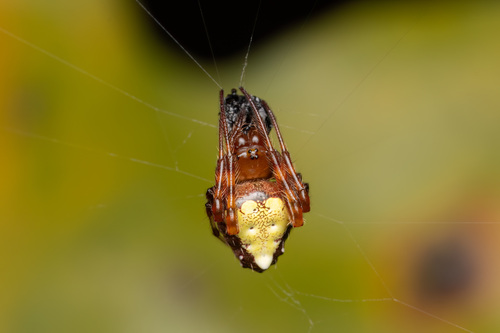 Arrowhead Orbweaver, Virginia, US, photo 9 of 10