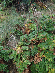 Anisotome lyallii
