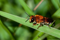 Megachile lanata image